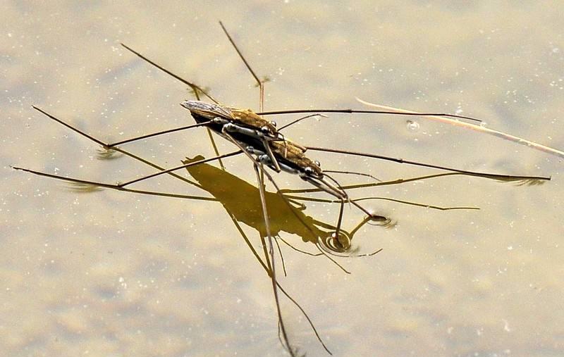 农村水边常见的一种昆虫会水上漂浮于水面它到底是什么