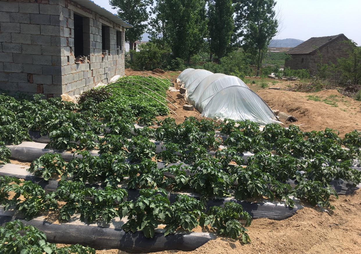 农村老奶奶在别人家不用的宅基地种菜对吗