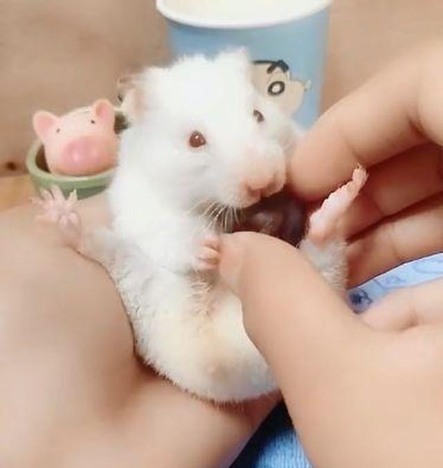 主人把葡萄给仓鼠后,仓鼠用两只前爪爪把葡萄抱住,它嚼也不嚼就把葡萄