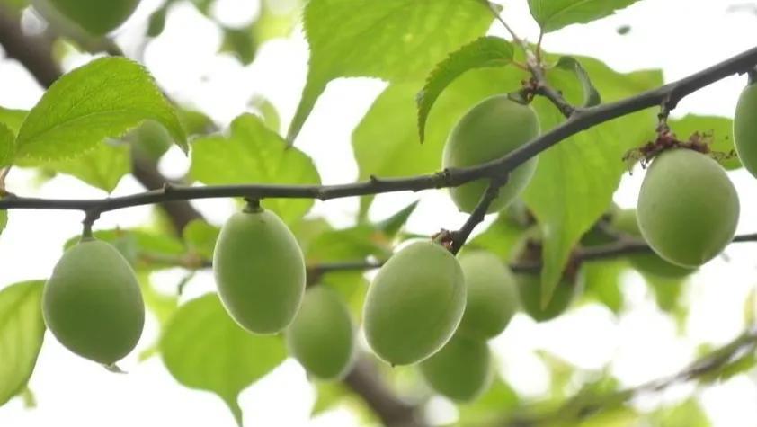 原来只知道梅花好看却不知梅花的果实还有这么多用途今日头条