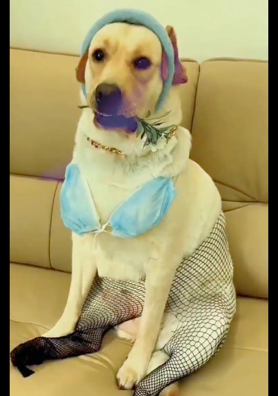 主人给狗穿上渔网袜等衣服看起来性感又呆萌狗界纯欲天花板