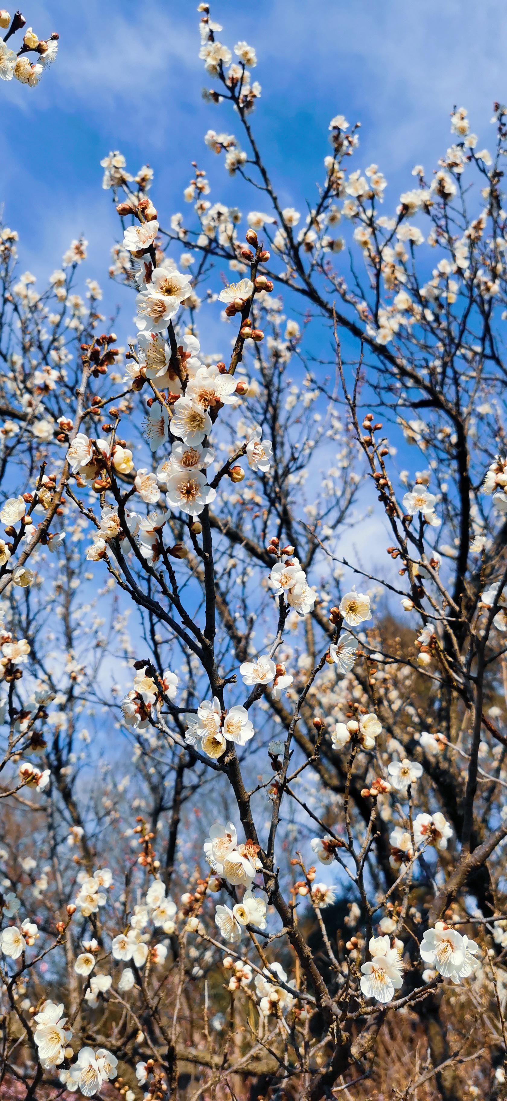 思窝爱旅行的涛哥南京梅花山天下第一梅山惊蛰赏梅正当时