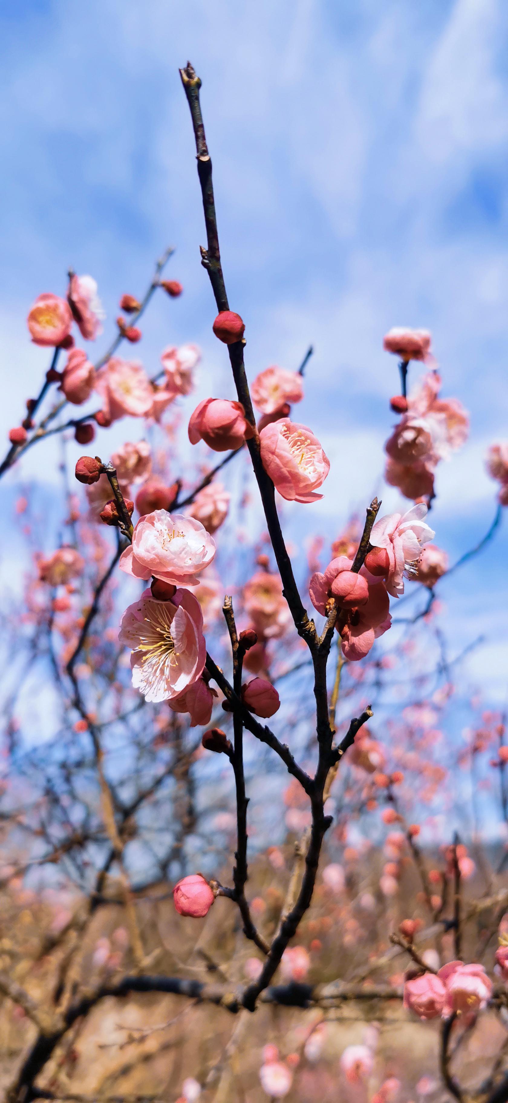 思窝爱旅行的涛哥南京梅花山天下第一梅山惊蛰赏梅正当时