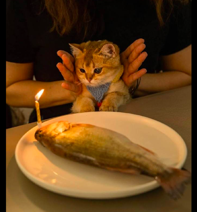 主人给猫咪买了一条大鱼当生日蛋糕,它有些懵了:我可以吃的吗?