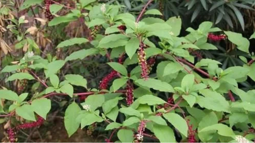 民间称它是"土人参",嫩叶可当野菜,农村孩子用它果子当胭脂|商陆|野菜