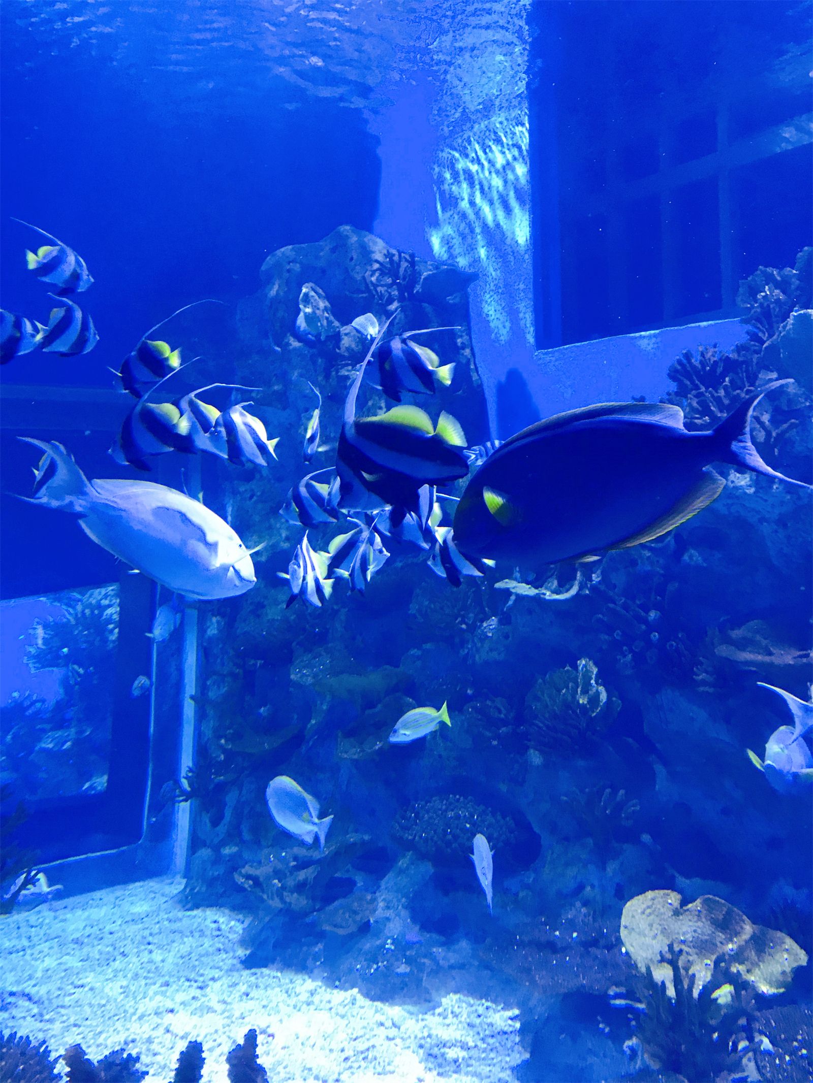 山东日照海洋公园详细攻略适合宝妈带宝子来玩