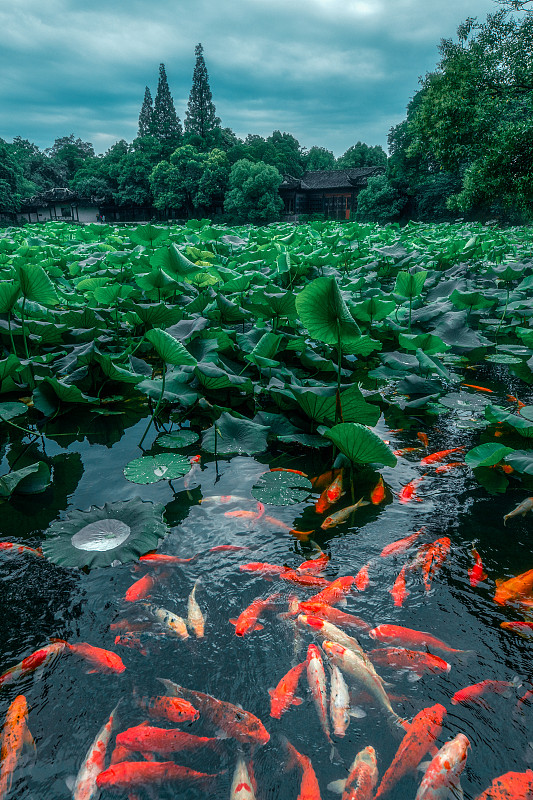 鱼跟荷花在一起代表什么意思这对cp大有讲究