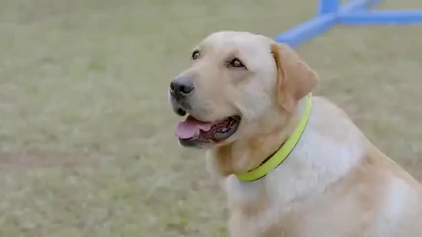 神犬小七:诺诺有危险,小七克服一切困难去救他