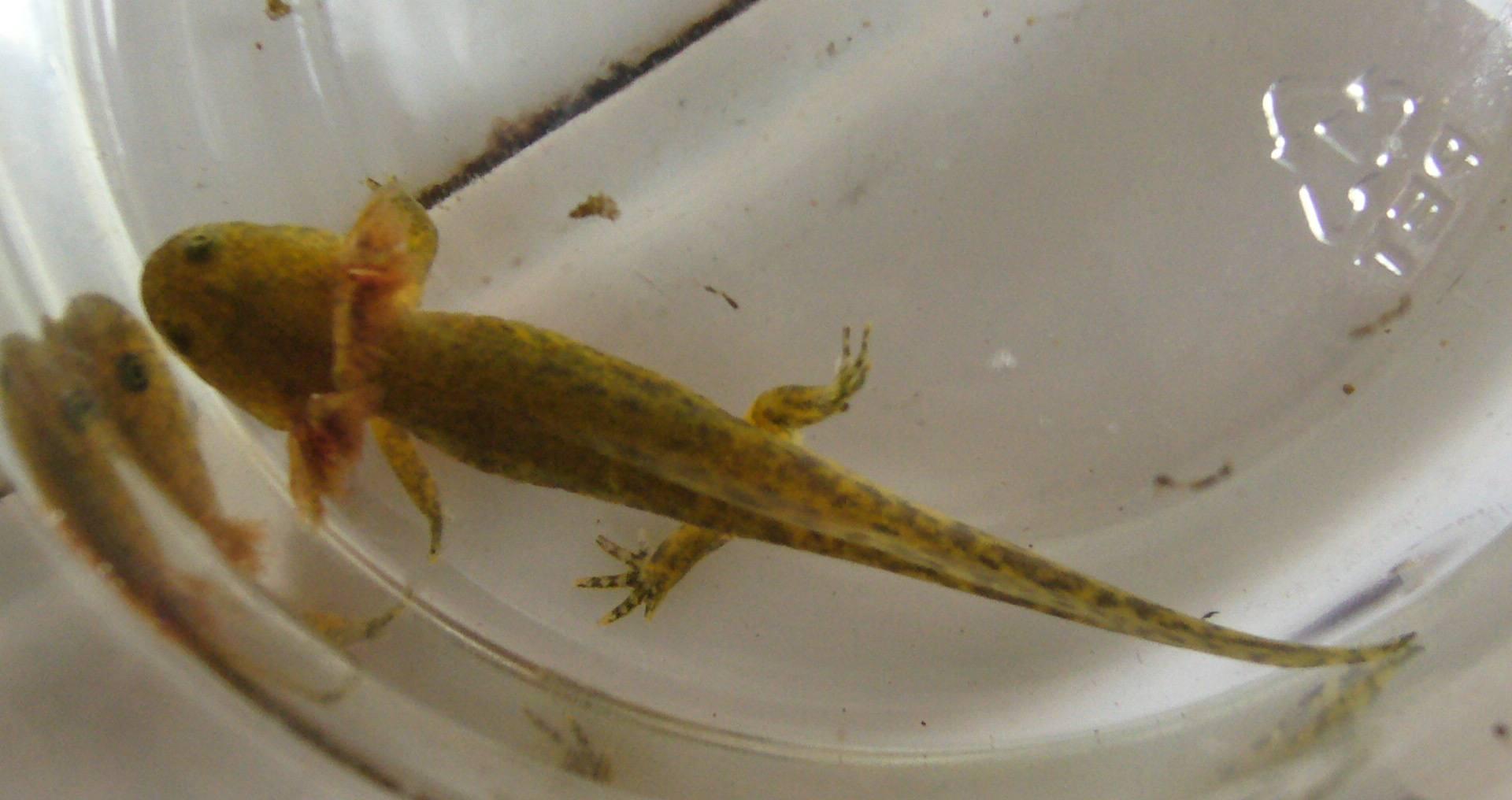 男子在河边捕鱼不料捕到的鱼长了4条腿仔细一看原来是它