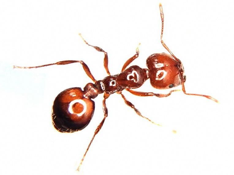 已入侵12省！一男孩被红火蚁咬伤休克！专家：其毒液有至死风险休闲区蓝鸢梦想 - Www.slyday.coM