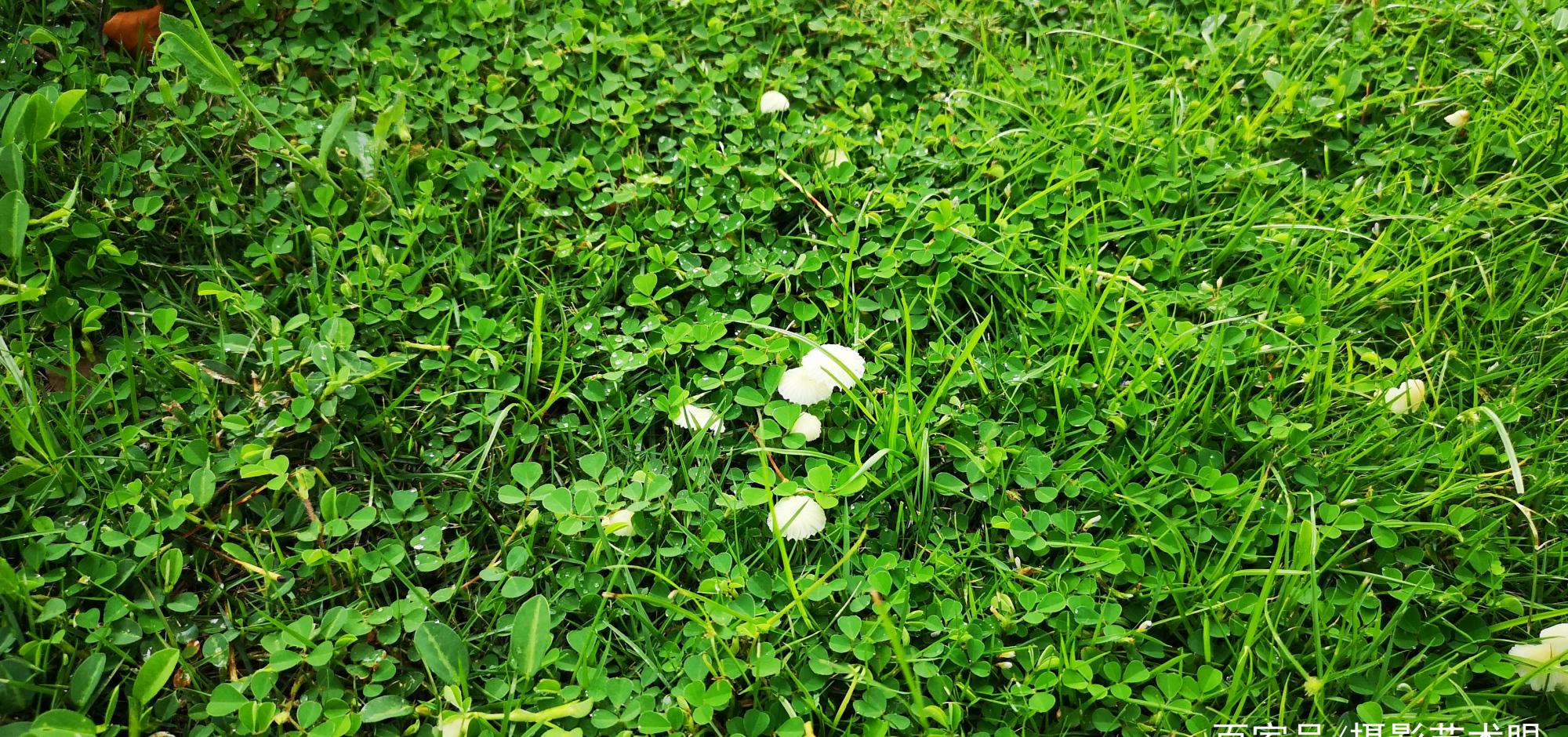 微距摄影的乐趣发现美的眼睛