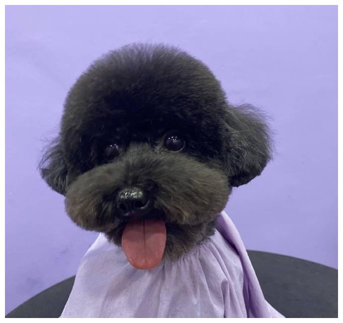 朴灿烈的多芬变安静了!身穿紫色公主裙,修剪造型端庄拍照