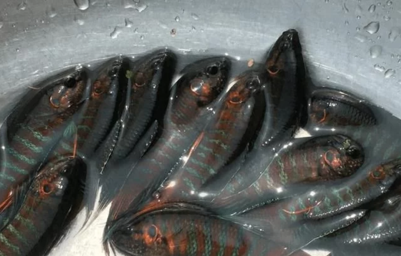 除了给家中的猫咪和大公鸡吃,根本就没人吃蓑衣鱼