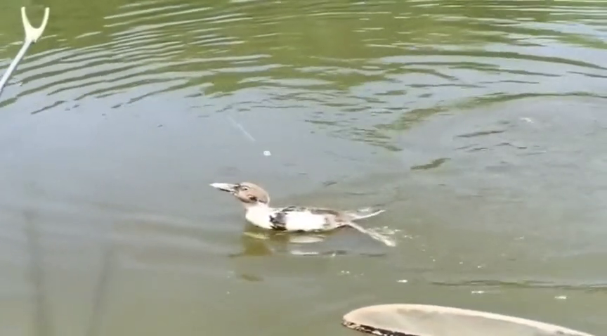 说你们可能不信,我今天出去钓鱼钓到了一只鸭子!