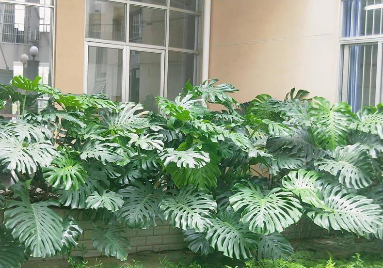 家养特色绿植"龟背竹",维系4大链条!