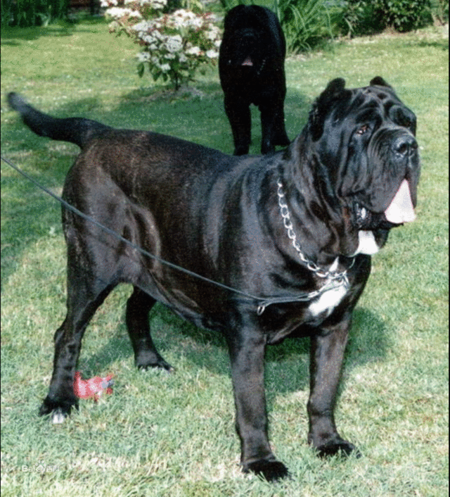 犬中"战神"大比拼,谁是当之无愧的犬中"战神"|加纳利|土佐犬|比特犬