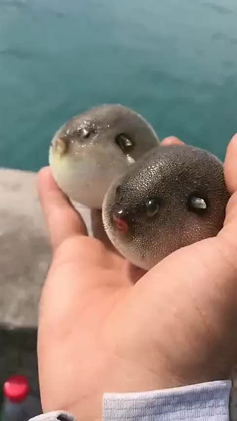 河豚也没那么可怕,看它们圆鼓鼓的样子,没有比它们更可爱的