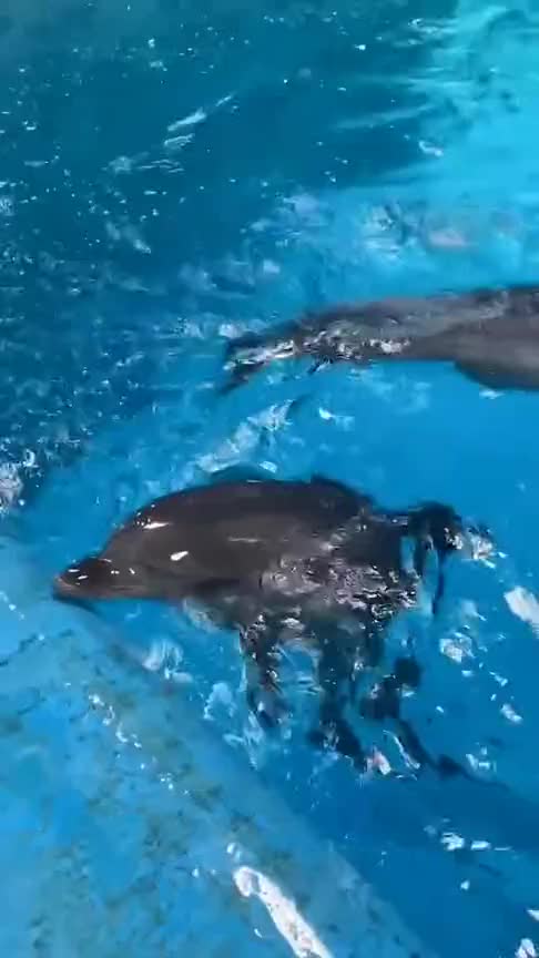 两只可爱的小海豚,看起来好快乐的样子,真是太可爱了_手机新浪网