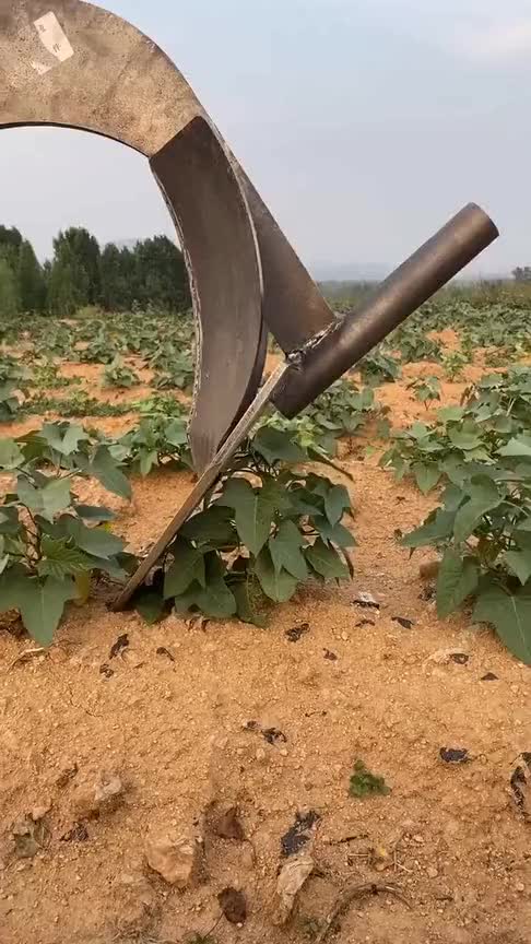 红薯收获犁,实用耐用高效,还不伤红薯皮_手机新浪网