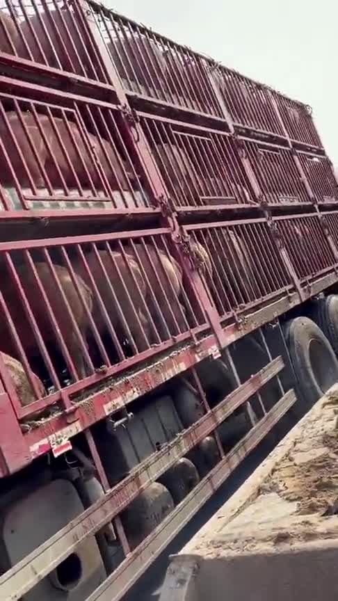 才出圈几小时的猪拉的车上全是屎控料都是骗傻子的