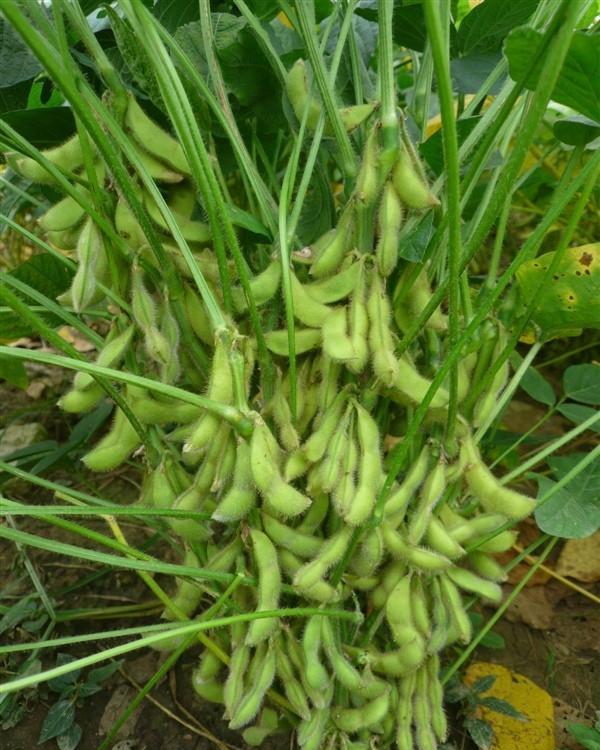 时令菜"毛豆炒肉丝"