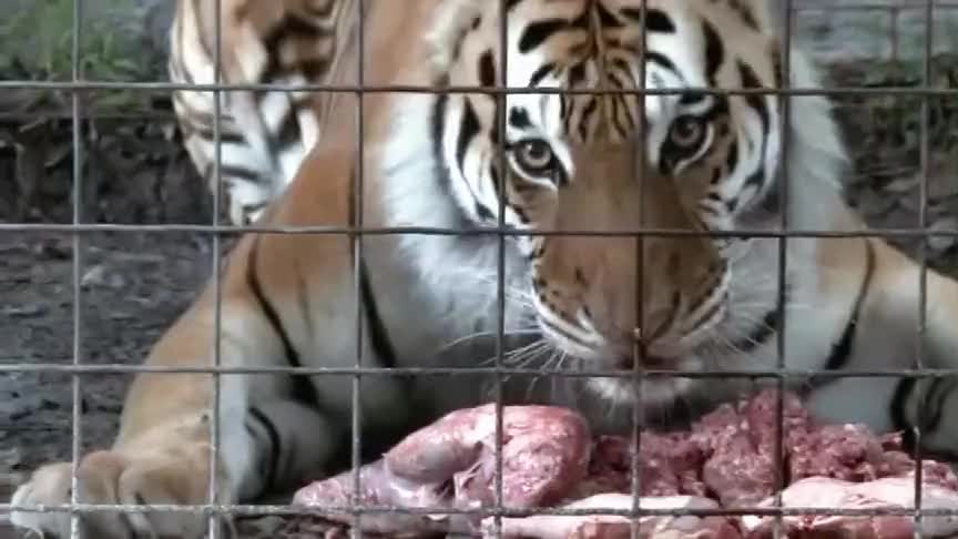 老虎正在吃肉游客来拍照,老虎发飙了,吼声太吓人了!