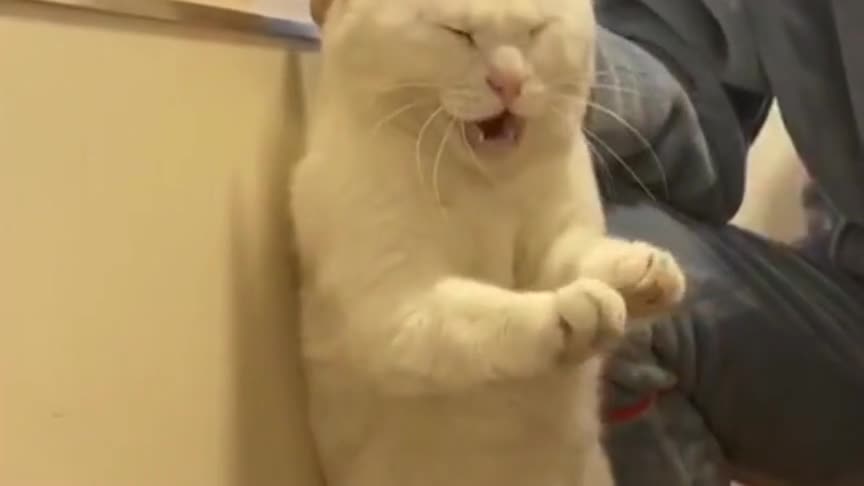 被教训的猫咪,主人将其拎起来打手手,猫咪的表情是亮点!