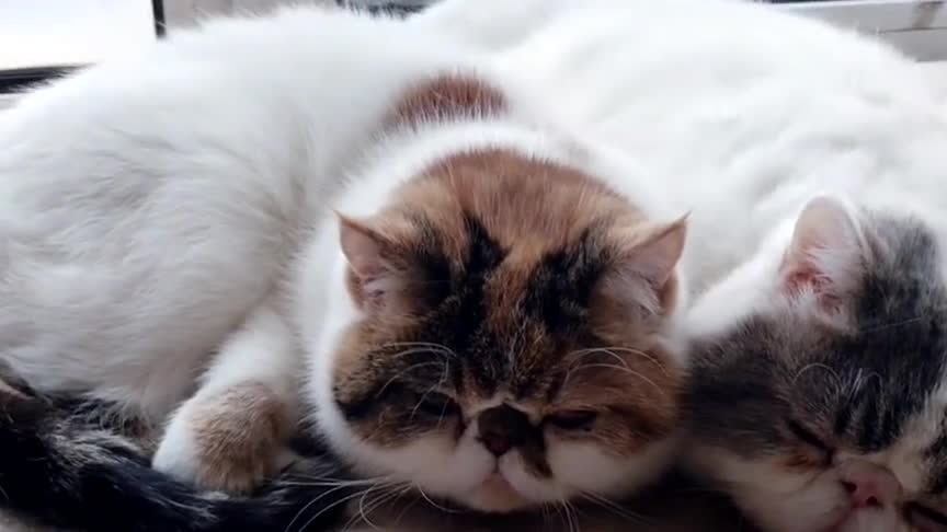 加菲猫父女一起睡觉,连姿势都一模一样,超萌