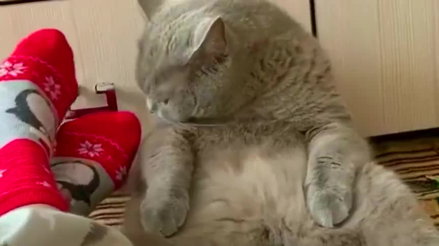 猫咪:深吸一口,感觉猫生已经到达了巅峰!表情包出来了!