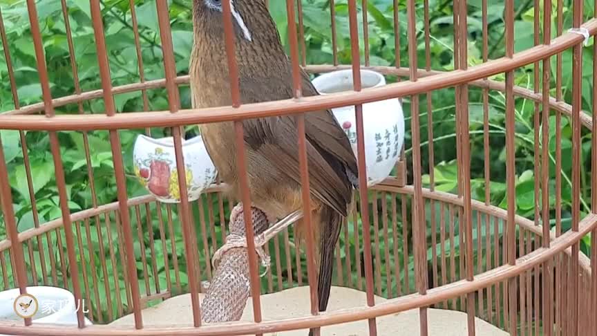 养了四年多的土画眉鸟,突然仰头不断,不会真的变成仰头鸟吧?