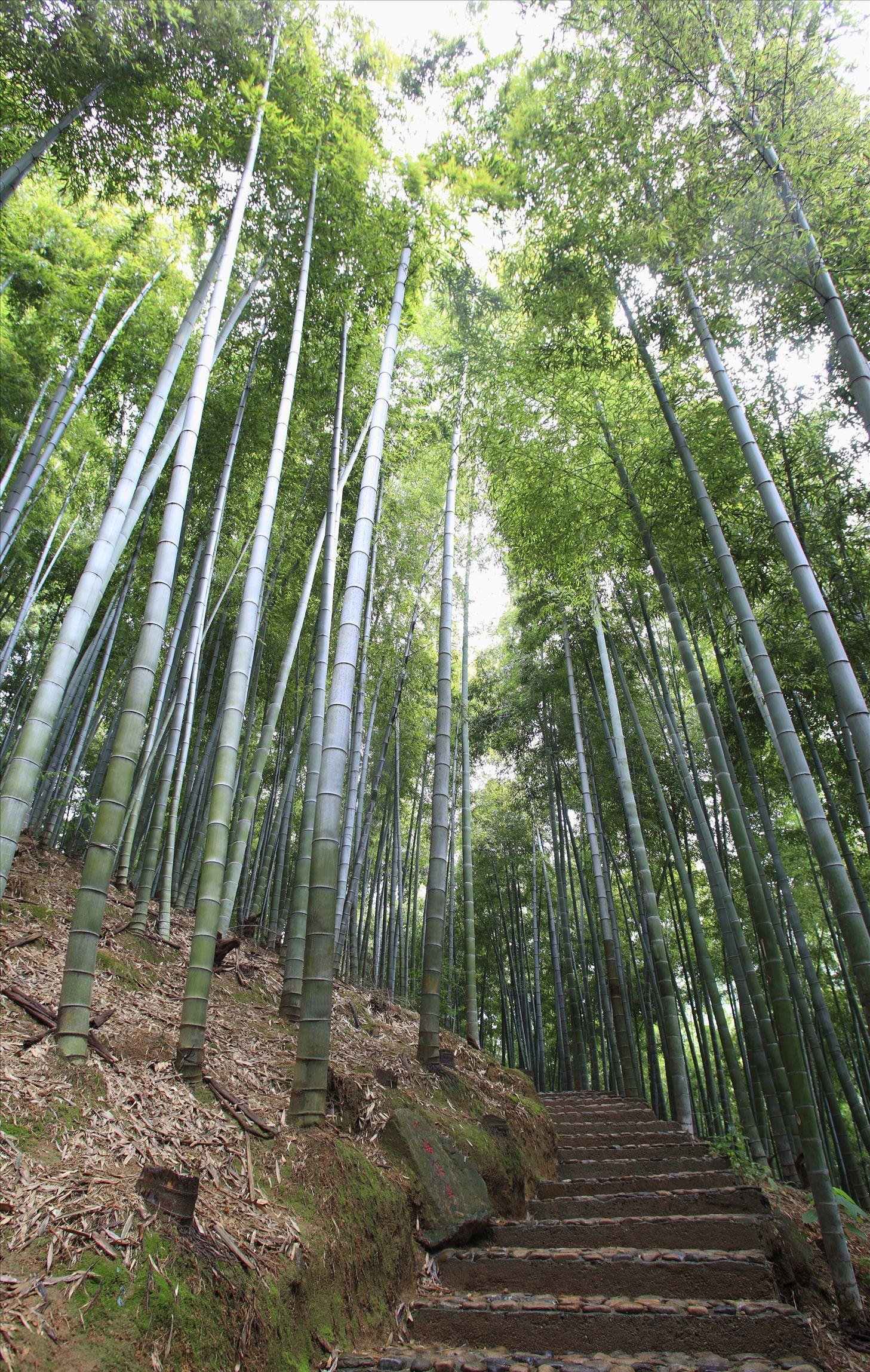 万顷竹海,激情漂流……这个夏季度假天去安吉大竹海