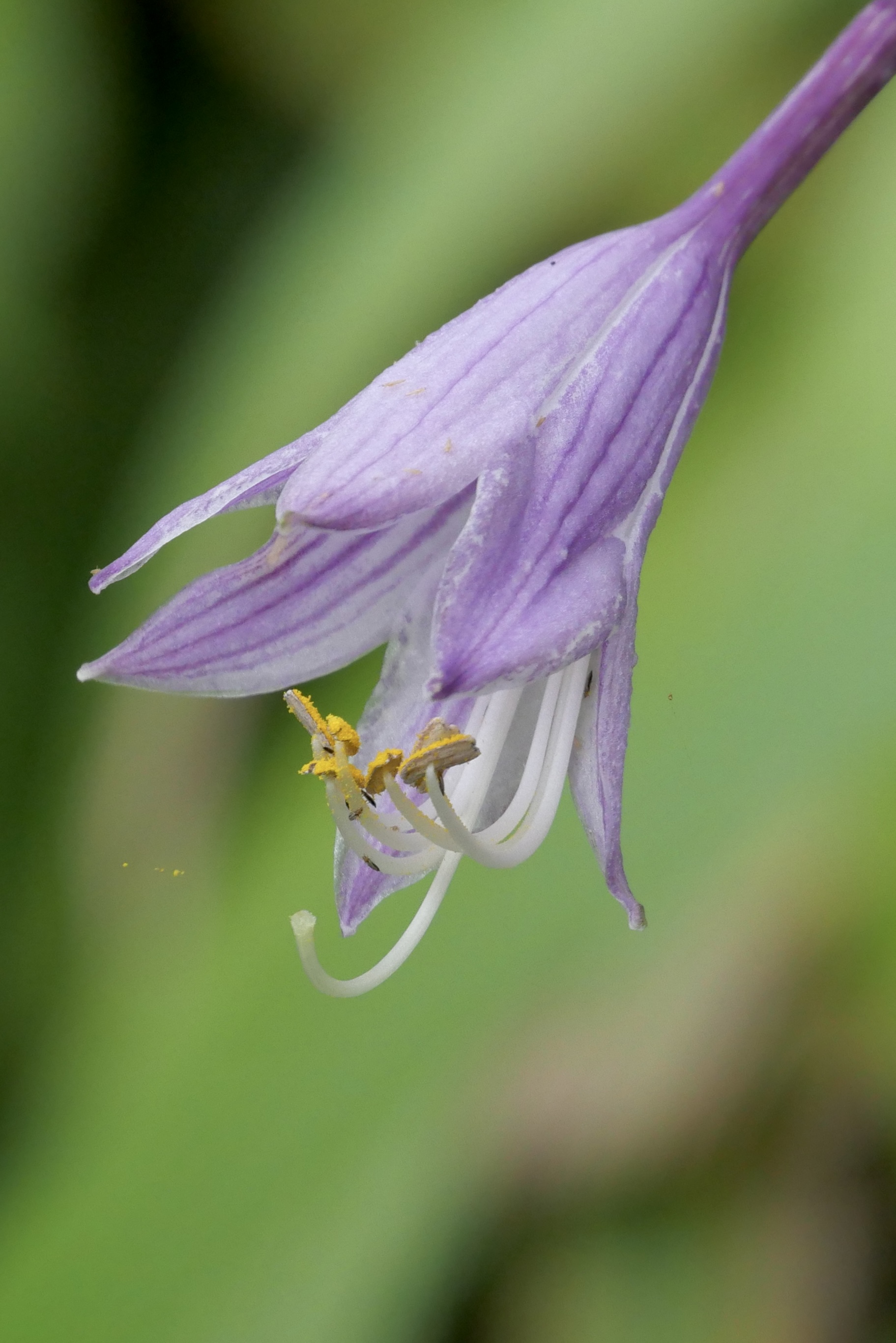 花卉植物--紫玉簪(中科院武汉植物园)_高清图集_新浪网