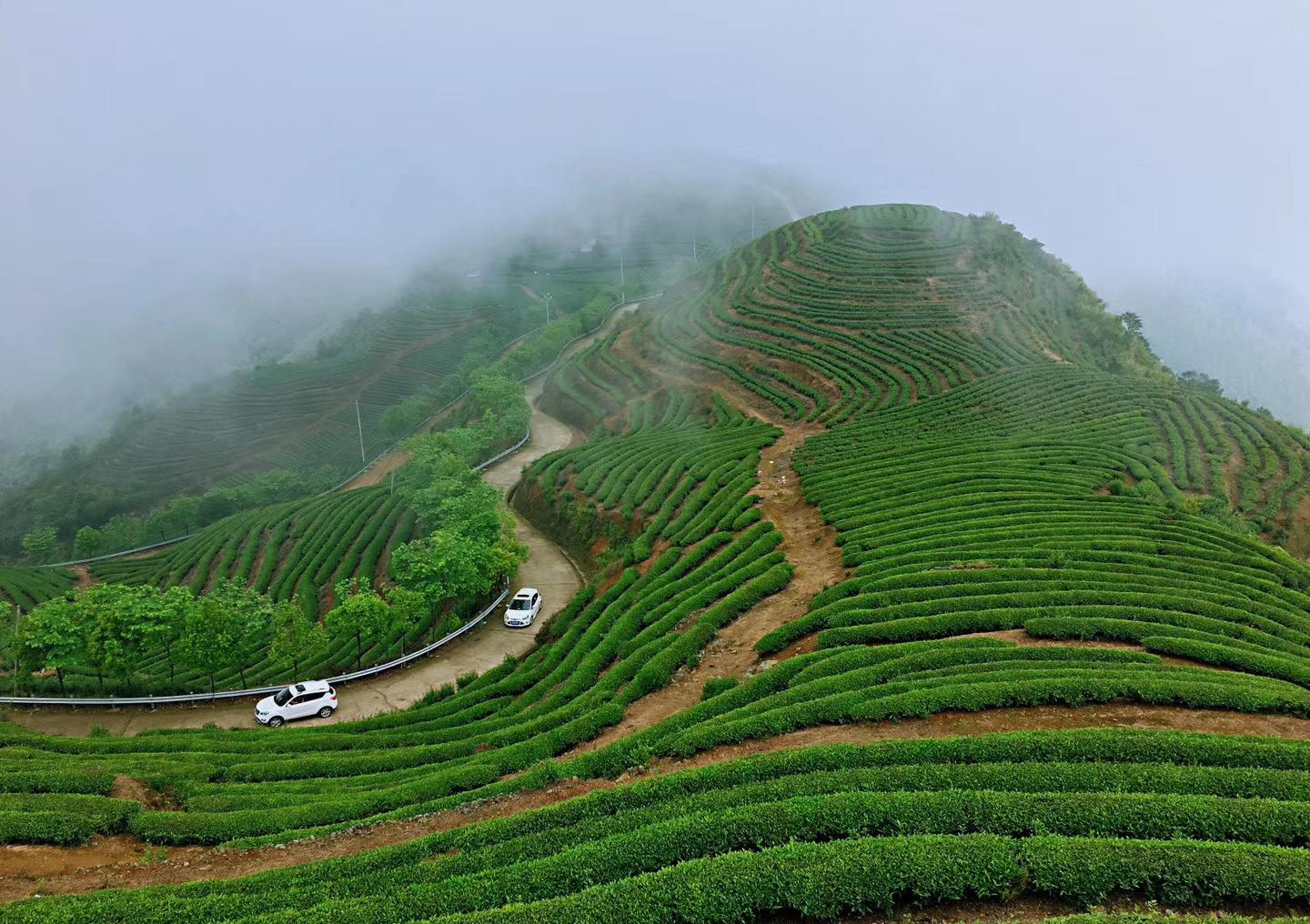 春之茶山风景!这样的茶山你喜欢吗?