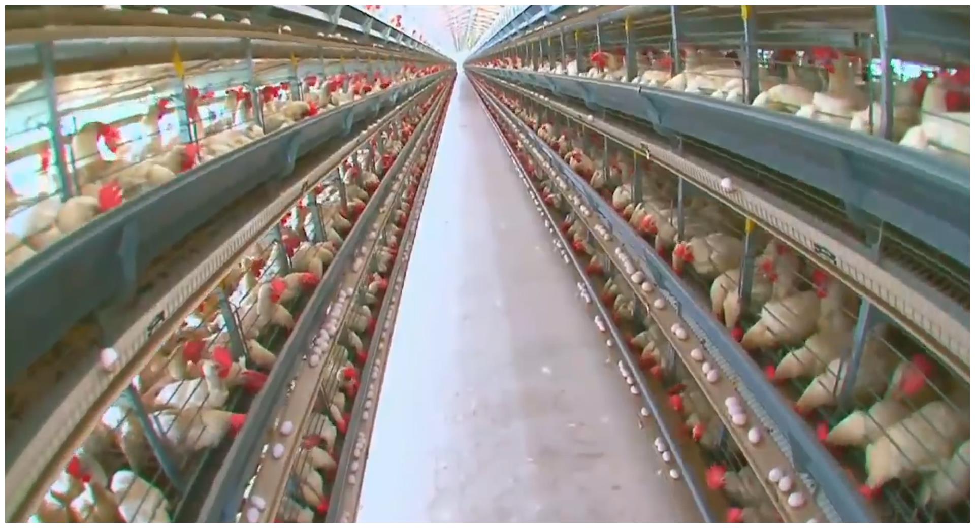 为什么超市里的鸡蛋总也卖不光,看看工厂生产鸡蛋的全程就知道了小熊