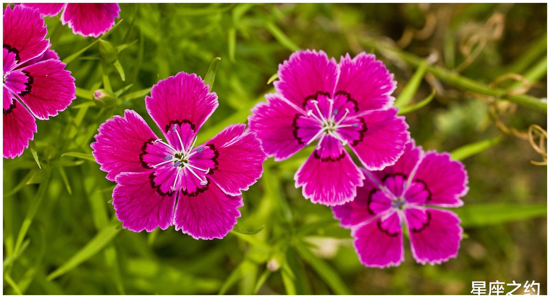 8月4日 10日爱情运势 良人相遇 悉心照料的四大星座 运势 星座 爱情 新浪新闻