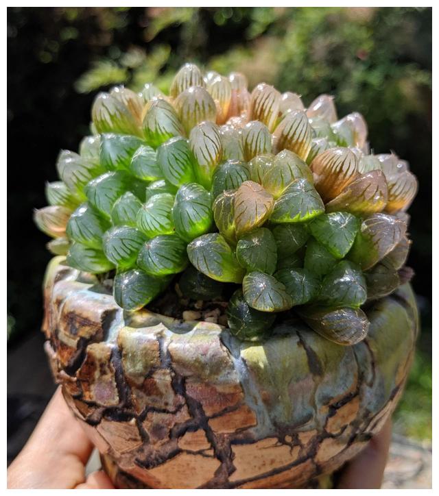 玲珑娇小的多肉玉露解开4个问题养成剔透绿宝石