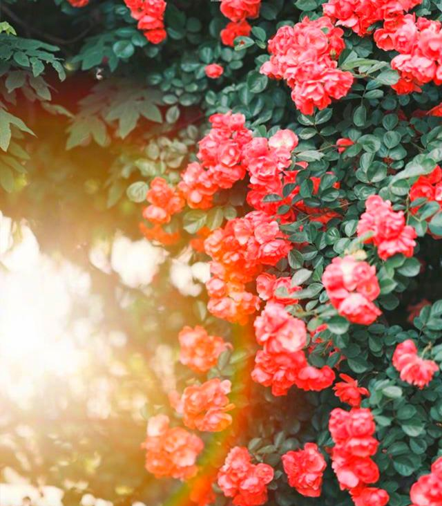 天秤座：你是此间星辰，不慎落入凡尘，却是我的十丈软红尘休闲区蓝鸢梦想 - Www.slyday.coM