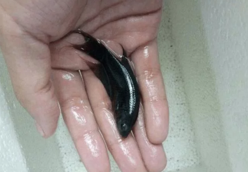 在城里能卖钱,却在农村没人爱吃它|天堂|蓑衣|鱼_新浪新闻