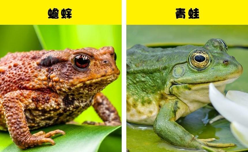 事实上,青蛙和蟾蜍并不像很多人都认为的那么类似,它们可以很容易被