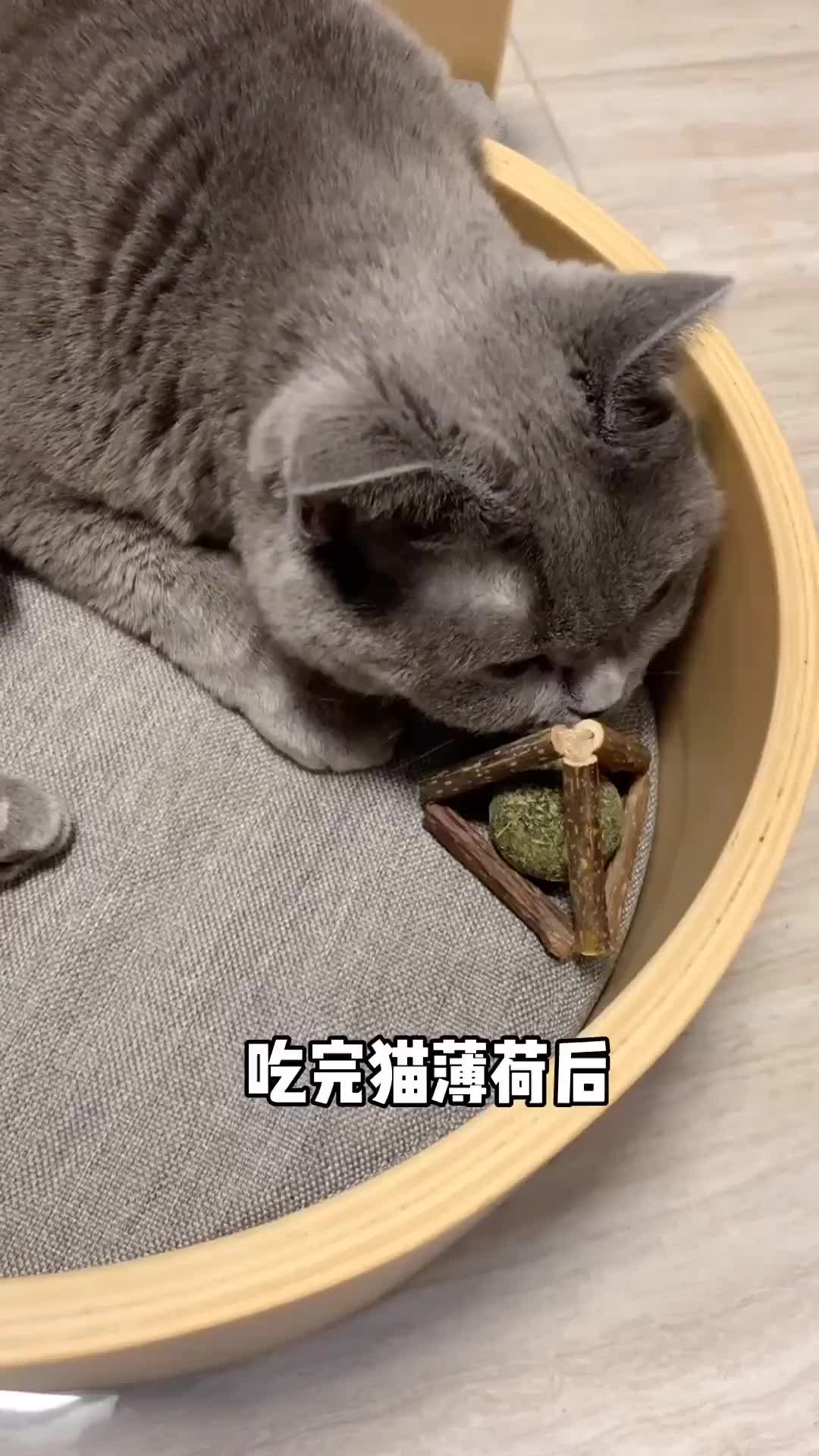 吃完猫薄荷后感觉猫生已经到达了巅峰