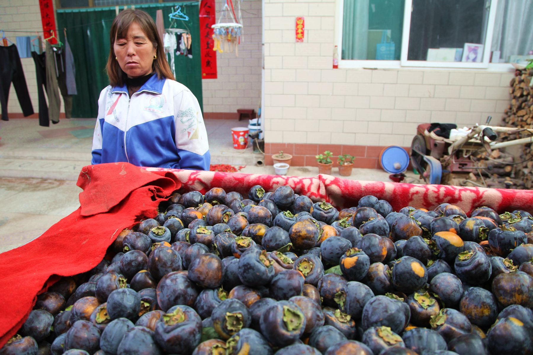 山西农民种植黑柿子,客商出价3元钱,采摘后成了烦恼事