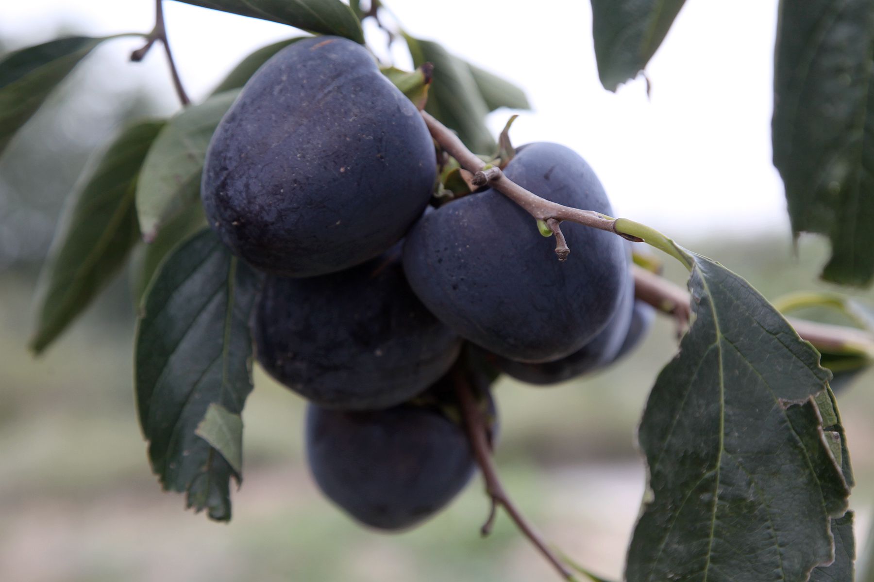 山西农民种植黑柿子,客商出价3元钱,采摘后成了烦恼事