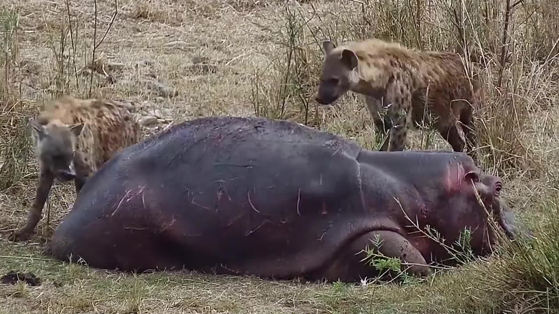 師長樂了 為您推薦: 從小就是一身肉肉的小河馬吃起葉子來香香噠