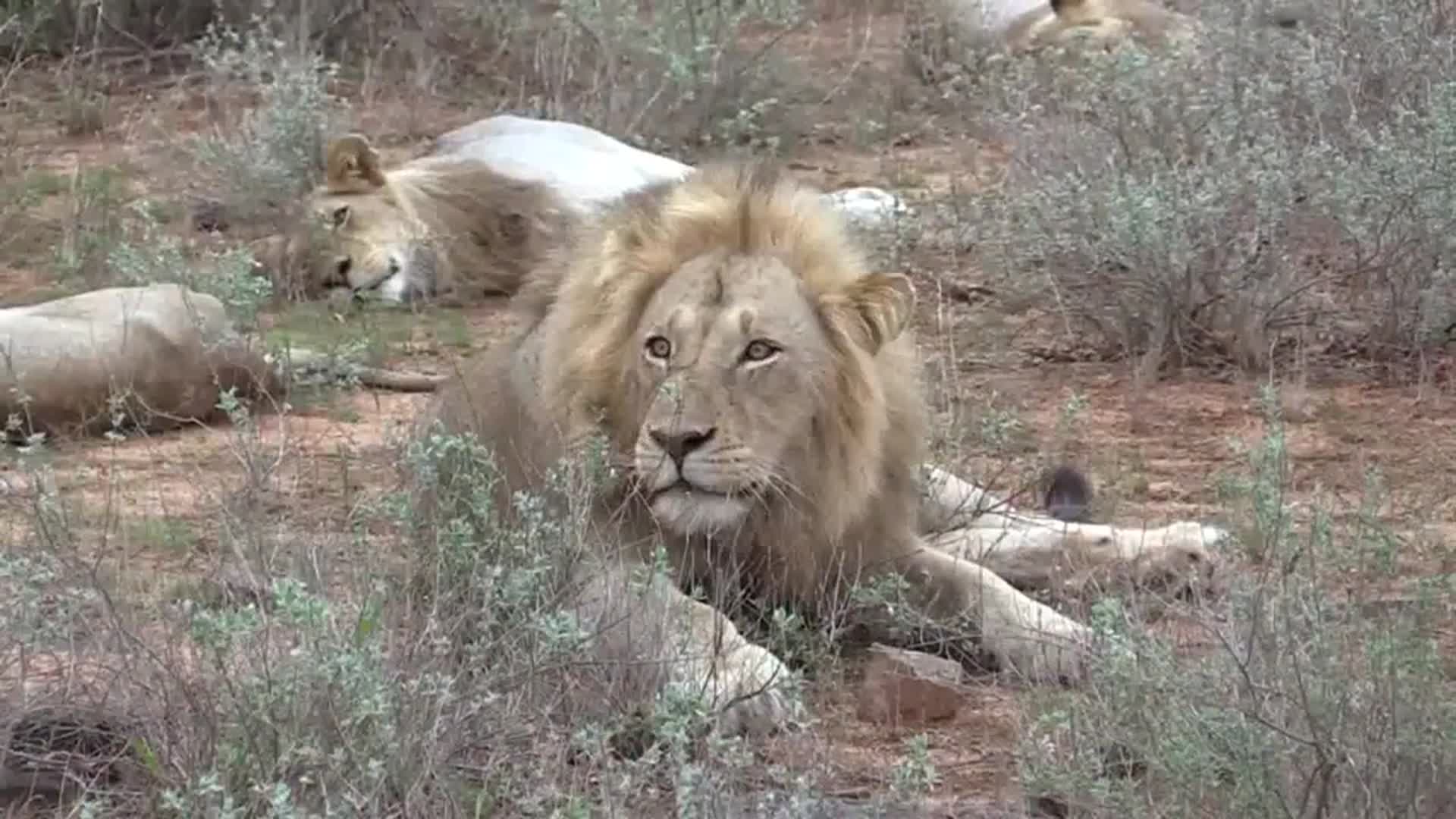 黑鬃雄狮和它的7个儿子结盟壮观的雄狮联盟