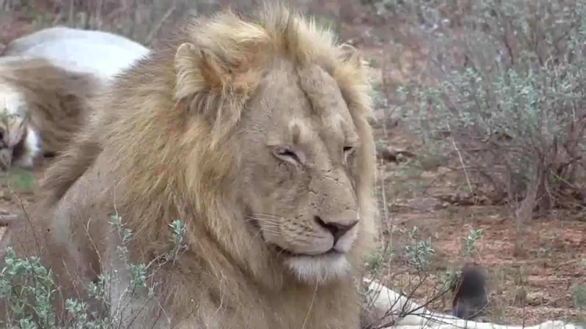 黑鬃雄狮和它的7个儿子结盟壮观的雄狮联盟