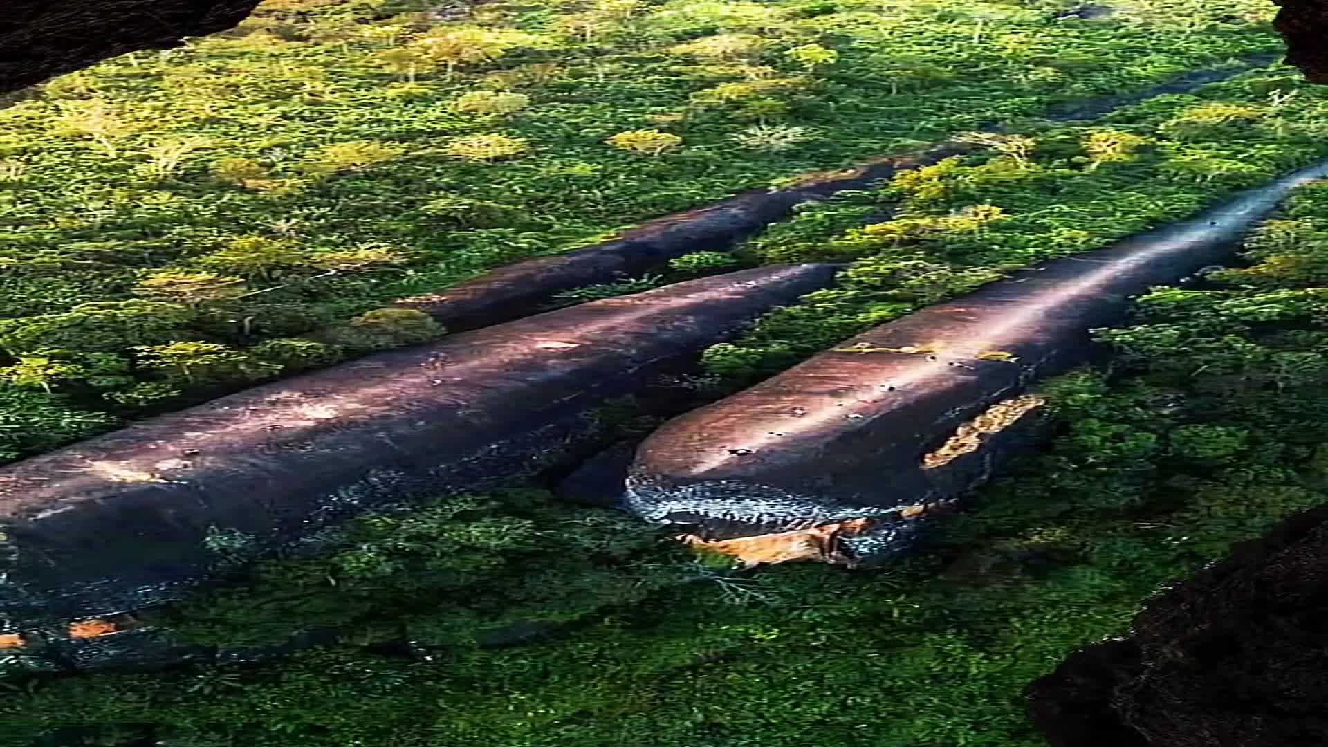 约7500万年历史的三头鲸鱼岩石