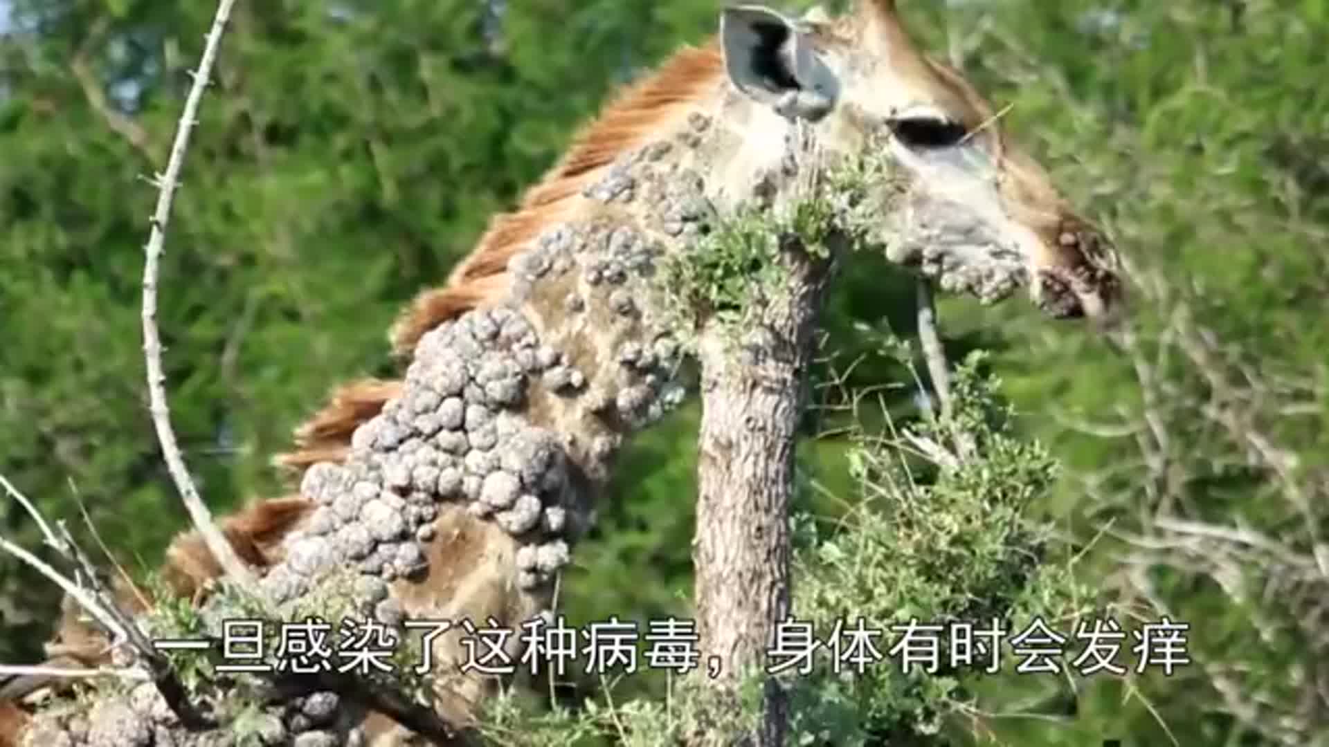 长颈鹿浑身长满诡异大疙瘩在树枝上不停地摩擦难道是寄生虫