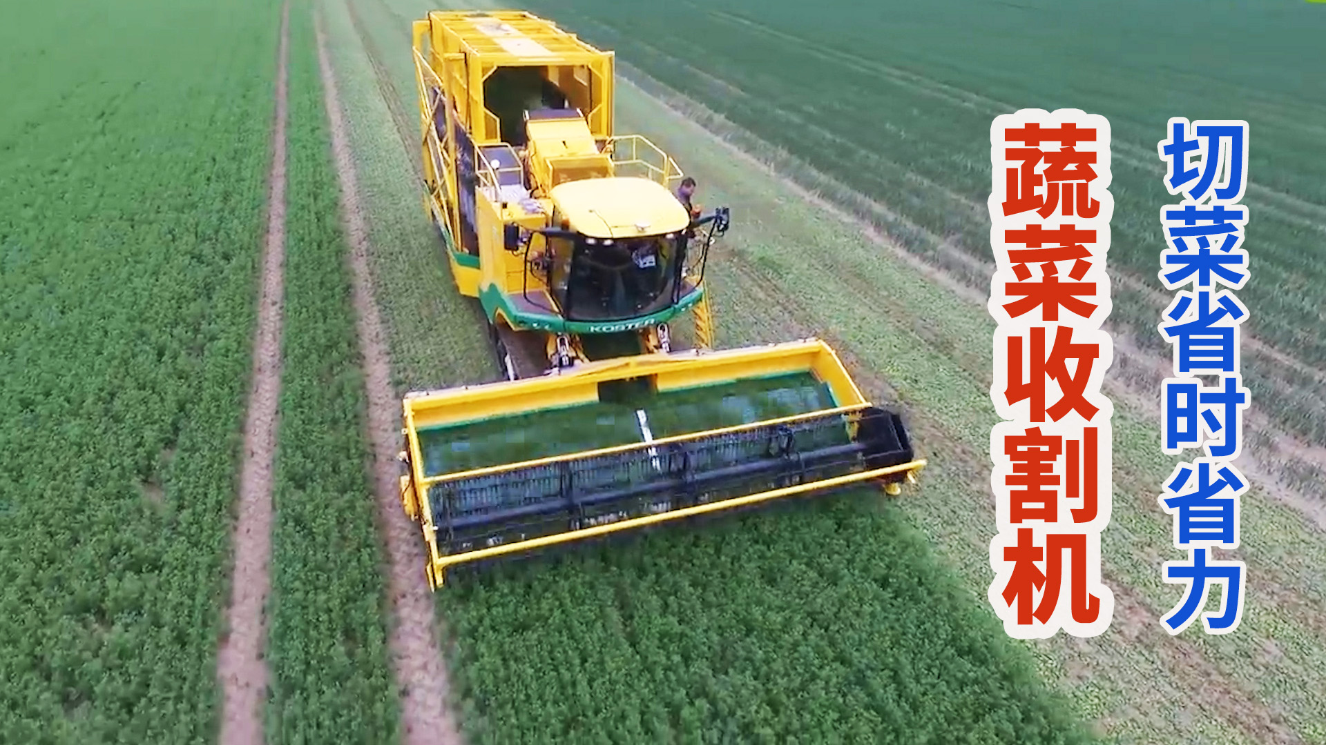 荷兰大型现代化蔬菜收割机,六米宽排列刀台切菜省时省力!