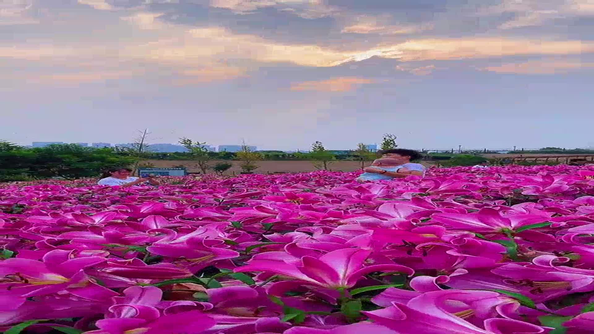 经典不老越听越喜欢胡桃夹子张碧晨声动梁尘