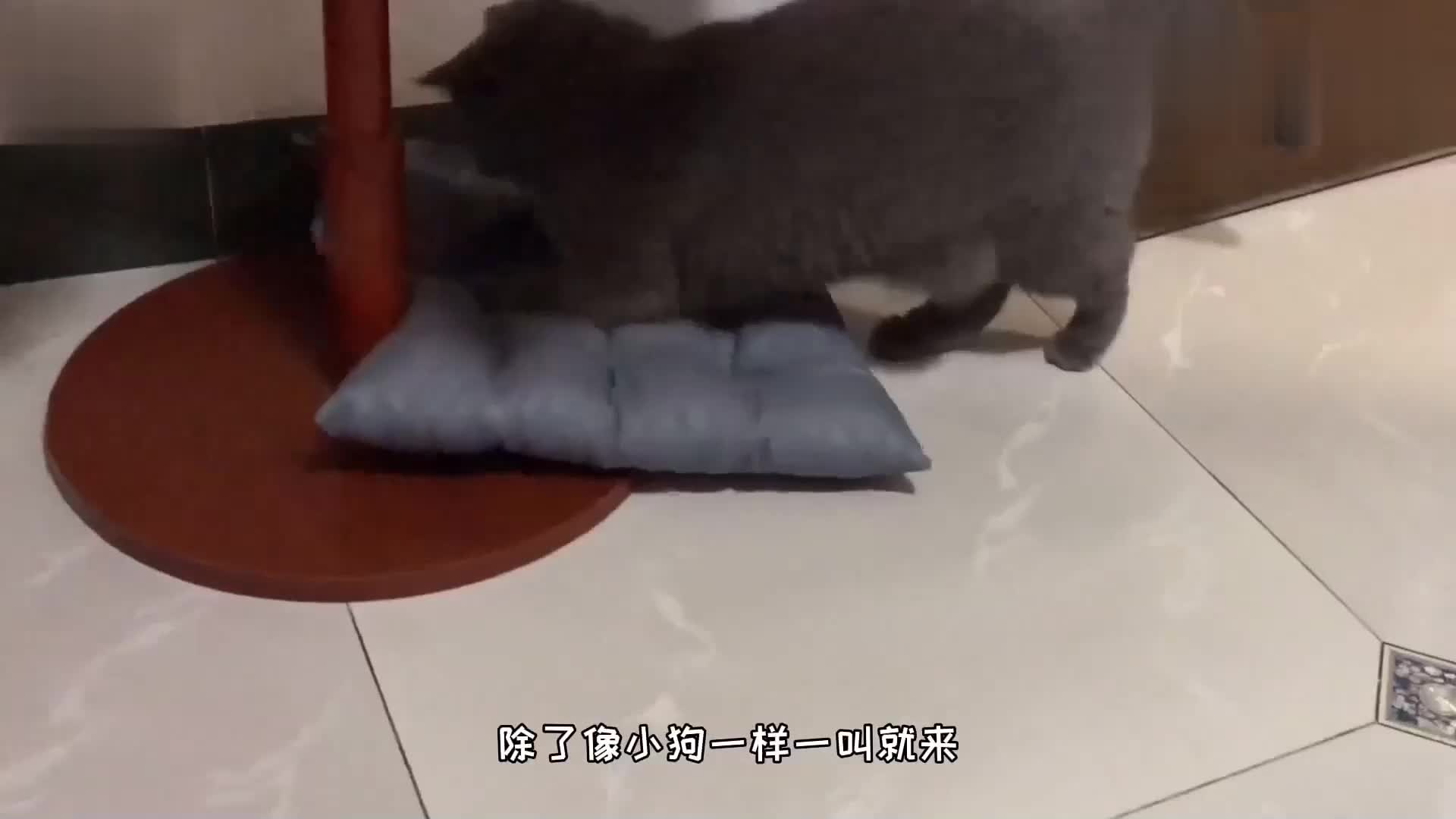 这只会握手和接玩具的蓝猫bb 还会做鬼脸打呼噜